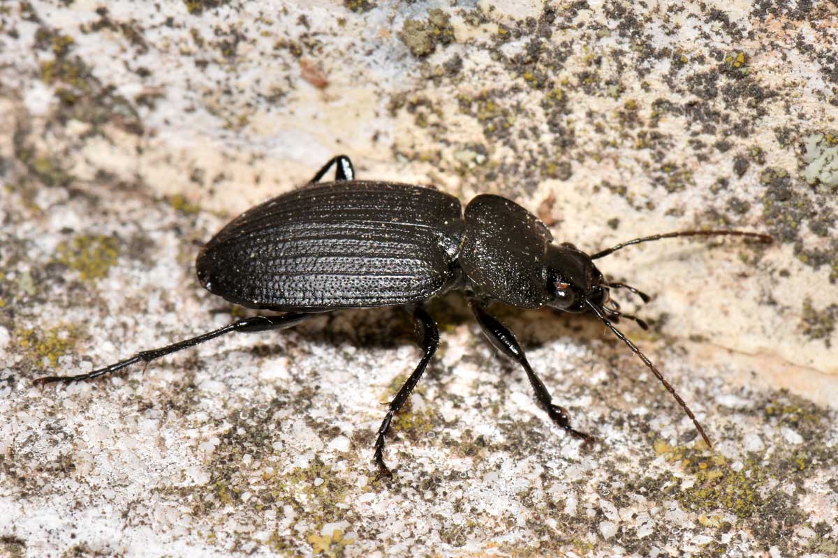 Carabidae: Licinus punctatulus? o granulatus? no, silphoides